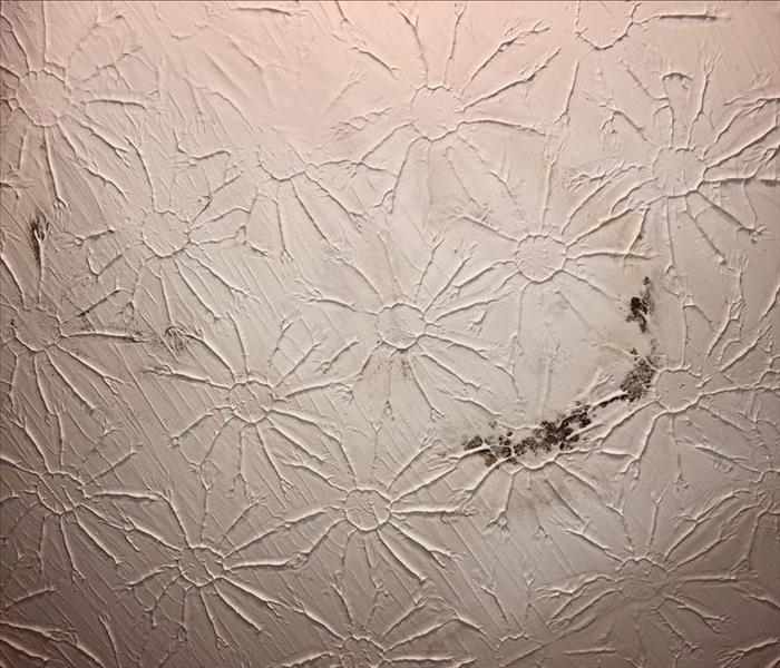Mold on Ceiling 